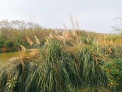 -白鹭湾湿地公园
