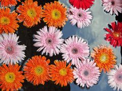 -花马天堂云南餐厅 Lost Heaven(外滩店)