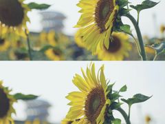 -光明小镇欢乐田园
