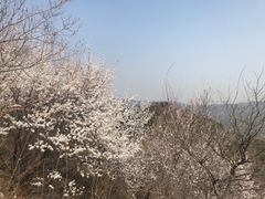 -北京西山国家森林公园