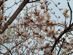 -桃花堤公园