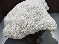 -贝壳王国博物馆