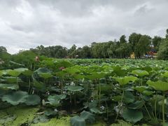 -长春市南湖公园