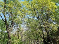 -北京鹫峰国家森林公园