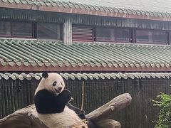 -广州动物园