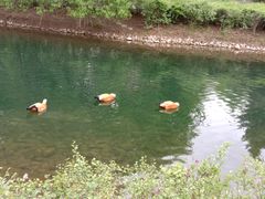 -长白岛森林公园