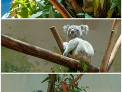 -广州长隆野生动物世界