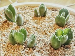 -龙大花卉苗木市场