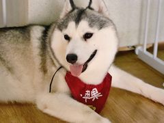 -Husky Go! 哈士奇体验馆·宠物咖啡厅狗咖