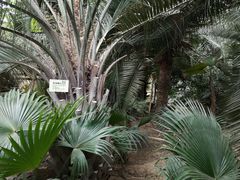 -呀路古热带植物园