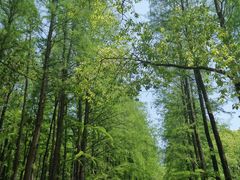 -上海共青森林公园