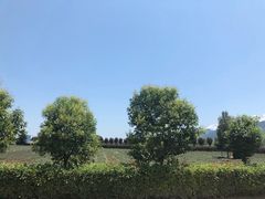 -曲江薰衣草庄园