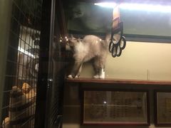 -猫咪博物馆(顶澳仔猫街店)