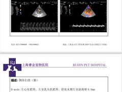 -睿金宠物医院·CT·肿瘤·骨外科