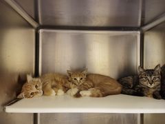-萌兽医馆·犬猫专科·眼科中心·宠物医院(朝阳门分院)