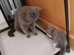 -北京恒爱动物医院(清景园分院)