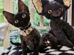 -70cat德文卷毛猫·缅因猫纯种猫舍