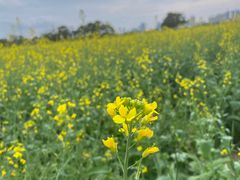 -光明小镇欢乐田园