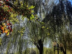 -白洋淀风景区