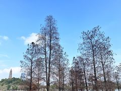 -顺峰山公园