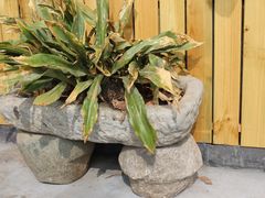 盆景-诸暨市岭北镇仕新农庄