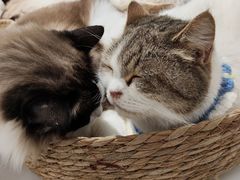 -怪兽屋·羊驼·猫咖·狗咖(俊华广场店)