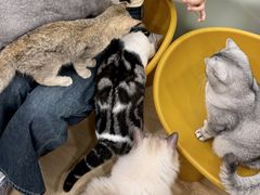 -有喵·猫咖·狗咖·30几只猫10只小狗(岗厦店)