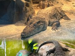 -上海大自然野生昆虫馆