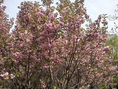 -长白岛森林公园