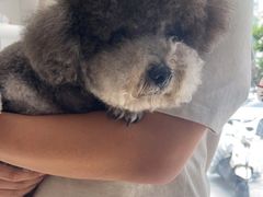 -宠福鑫康馨动物医院·骨科·眼科