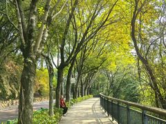 -金鸡山公园