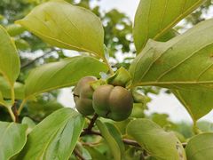 -梁鸿国家湿地公园