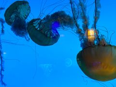 -太平洋海底世界