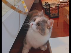 -老吴的猫·猫舍(新区店)