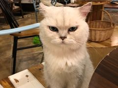 -共舞时光猫咖·狗咖(新街口店)