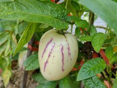 -海堤葡萄园中小学生研学基地