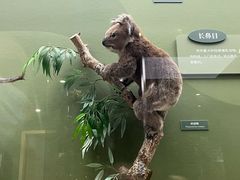 -国家自然博物馆