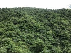 -王顺山国家森林公园