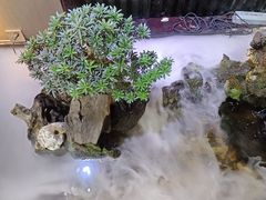 -忆江南·临江鱼馆