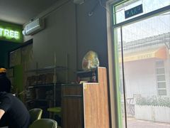 -油梨树AVOCADO TREE(顺义新国展店)