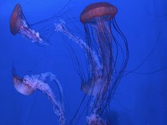 -大连老虎滩海洋公园