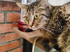 -豆逗聊愈猫阁Easy Life