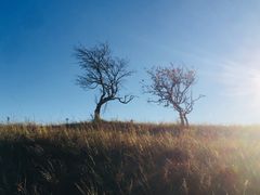 -塞罕坝国家级自然保护区