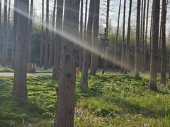 -黄海国家森林公园