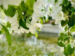 -海棠花溪(元大都城垣遗址公园)