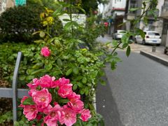-合肥野生动物园