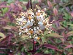 android_upload_pic-白塘生态植物园