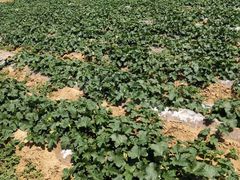 -蓝田九大碗民俗食府(蓝田店)