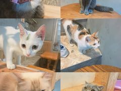 -猫色咖啡·猫咖