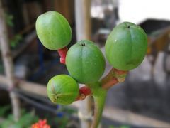 -西双版纳傣族园